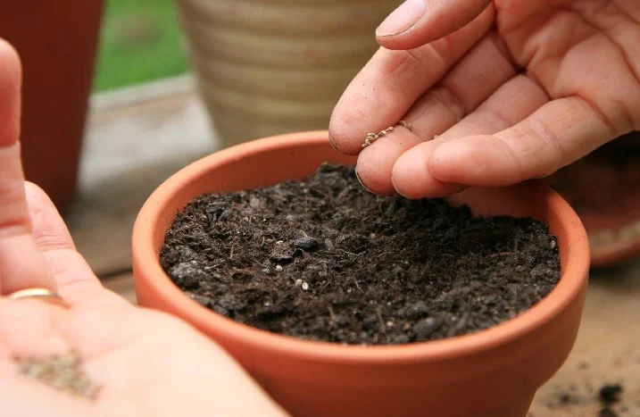 Person sät Samen in einen Topf